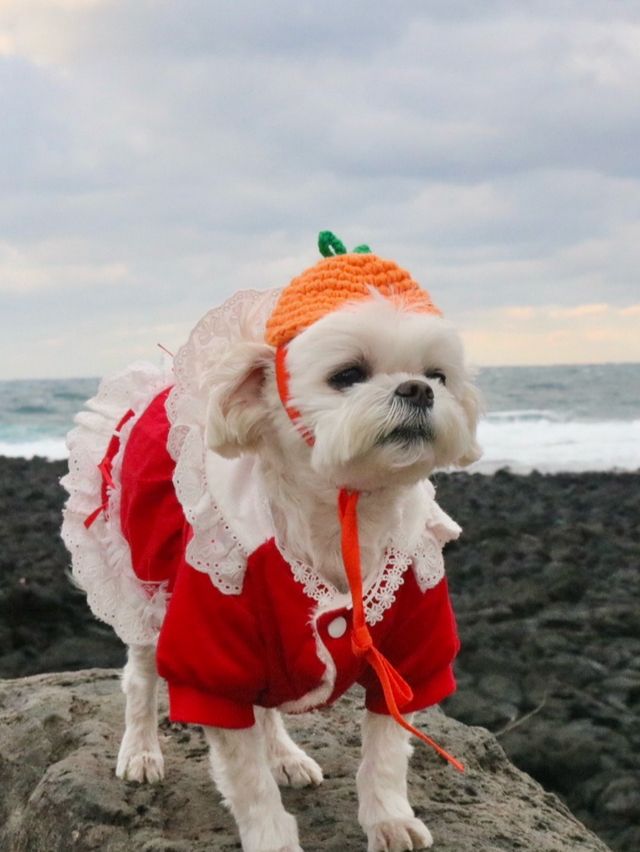 🐶❄️“강아지 패스권으로 제주도 완전 정복! 사려니숲길·연돈·1100고지 후기”❄️🐶