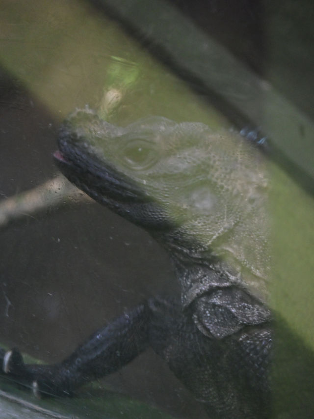 Did You Know?Your Birthday=FREE Entry To Zoo Negara!