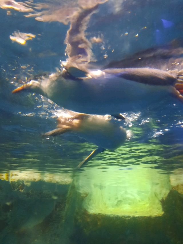 พาชม SEA LIFE Kelly Tarlton’s Aquarium, NZ🇳🇿