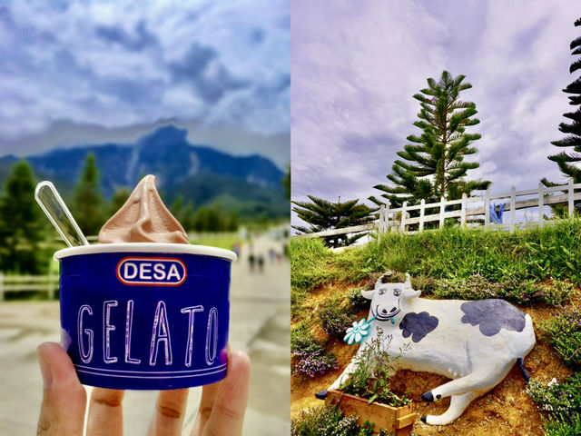 Sabah’s Little New Zealand: A Morning at Desa Cattle Dairy Farm