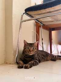 Roller Cofster คาเฟ่ที่มีทั้งกาแฟ ขนม และแมว🐈🐈