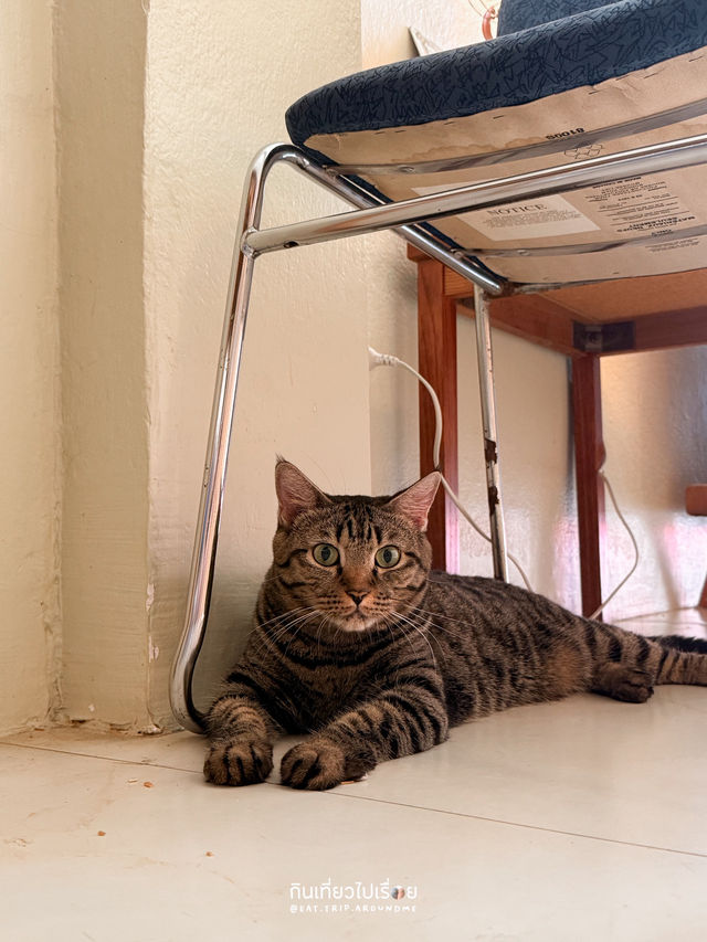 Roller Cofster คาเฟ่ที่มีทั้งกาแฟ ขนม และแมว🐈🐈