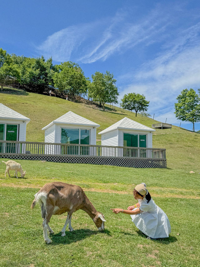 💚여름 스위스가 생각났던 태백의 몽토랑 산양목장🐏