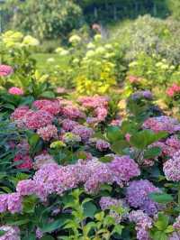 💐Mengcheng Garden, Kunming – A Dreamy English Flower Wonderland You Must Visit!