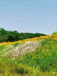 The Flower Fields of Liangzhu: A Living Neolithic Tapestry
