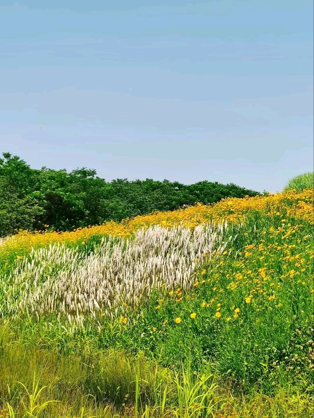 The Flower Fields of Liangzhu: A Living Neolithic Tapestry