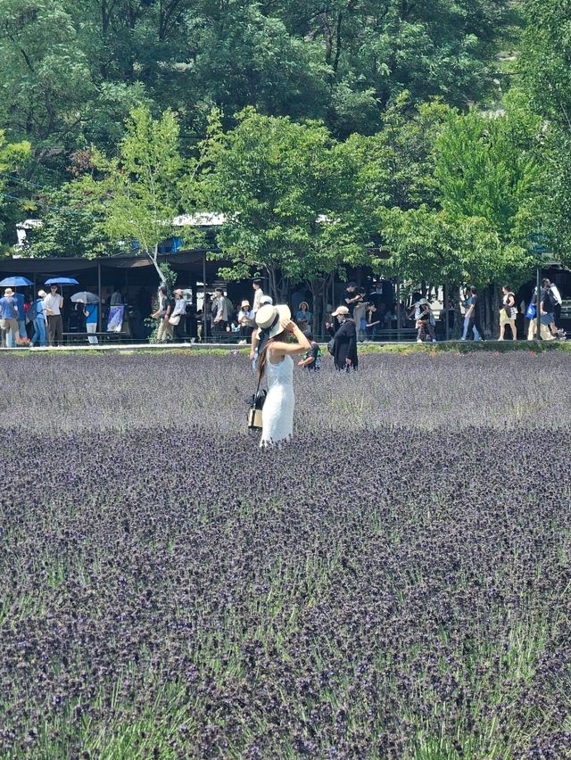 花でできた絨毯を歩く富良野の魔法🌺✨ 花でできた絨毯を歩く富良野の魔法🌺✨