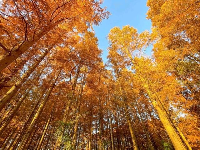 가을에 가기 좋은 도쿄의 궁전 : 미즈모토 공원