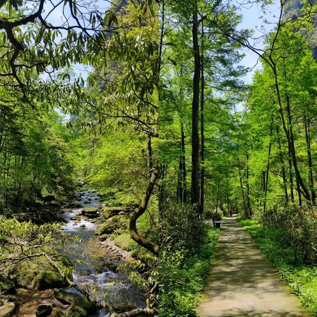 Into the Real-Life Avatar Mountains: A Zhangjiajie Adventure