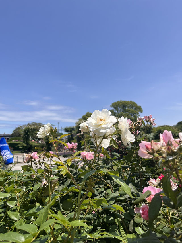 Yamashita Park, is a scenic seaside park in Naka‑ku, Yokohama