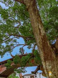 🎋 Wenzhou’s Hidden Ancient Bridge – Free Entry & Endless Lucky Koi!