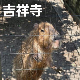 [Kichijoji] A hidden gem! A zoo and cafe in the park [Inokashira Park]