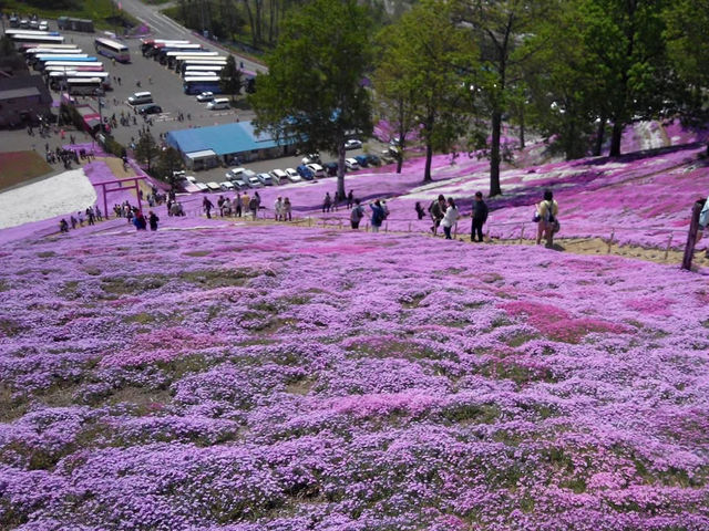 北海道網走 網走湖莊酒店 東藻琴 芝櫻公園 北海道網走 網走湖莊酒店 東藻琴 芝櫻公園
