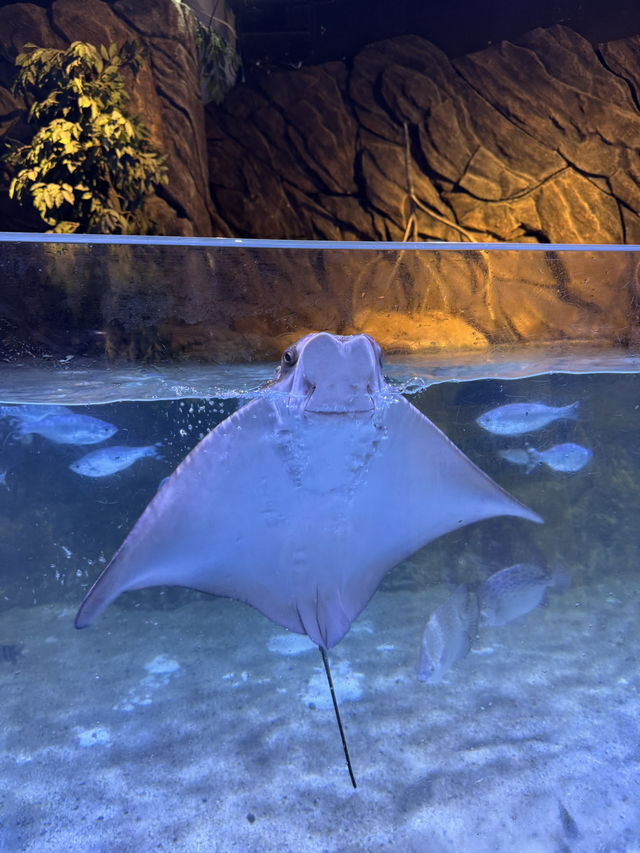 Aquarium in a mall?? Only at Jakarta Aquarium and Safari! Aquarium in a mall?? Only at Jakarta Aquarium and Safari!
