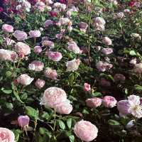 蔚山バラ祭り🌹