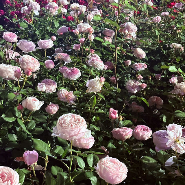 蔚山バラ祭り🌹 蔚山バラ祭り🌹