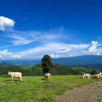 Akha FarmVille  ฟาร์มแกะสุดชิค