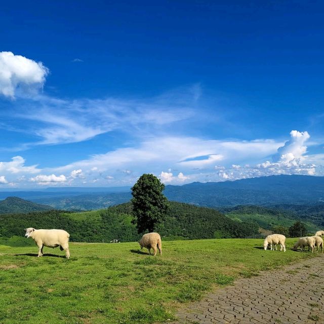 Akha FarmVille  ฟาร์มแกะสุดชิค