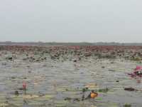 🌸 Travel Blog: Red Lotus Sea (Talay Bua Daeng), Udon Thani 🌸