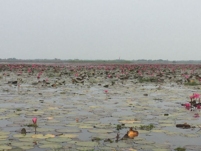 🌸 Travel Blog: Red Lotus Sea (Talay Bua Daeng), Udon Thani 🌸