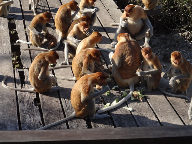 The Staged Wilderness Honk: A Moral Play Between Eco-Tourism and Animal Performance 