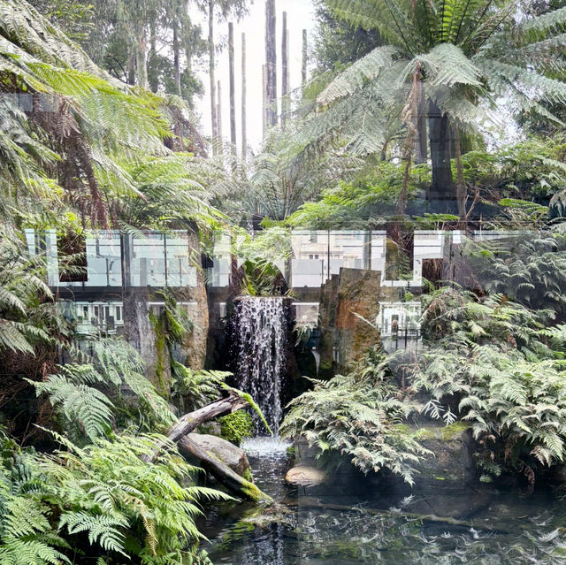 🌳メルボルン博物館で森の息吹を感じ昆虫観察・Forest Gallery