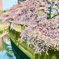 🌸都心の隠れ花見スポット：モモと桜が重なる早稲田鶴巻町🌸