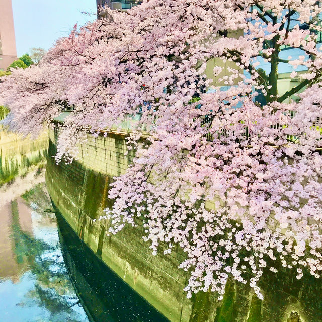 🌸都心の隠れ花見スポット：モモと桜が重なる早稲田鶴巻町🌸