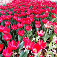 🌷横浜公園のチューリップと近場観光の組み合わせプラン