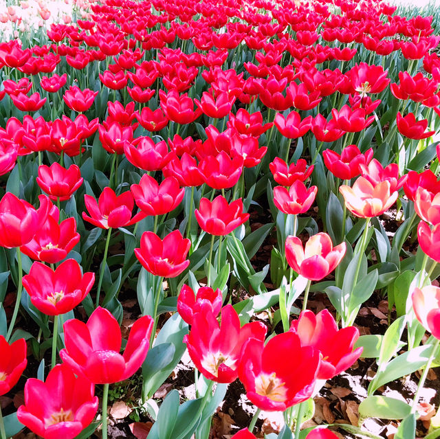 🌷横浜公園のチューリップと近場観光の組み合わせプラン