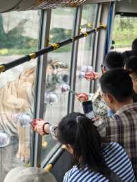 來東北虎林園和虎兒們近距離接觸 適合溜娃好地方