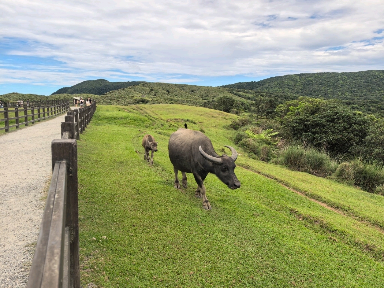#September2025
If you're looking for a Taipei getaway without the crowds, then Yangmingshan's Qingtiangang Grassland is the place to go!
Free admission! ✨
Open 24/7, year-round, so come whenever you want~
📍Address: Qingtiangang, Shilin District, Taipei City
🚌Transportation Tips:
- Driving: Use the navigation system to find "Qingtiangang Parking Lot"
- Bus: Take Route 15 directly to Qingtiangang Station
✨Recommendations:
Taipei's Backyard! 800-meter-high Forget-Your-Meanwhile Grassland🍃
The trifecta of cattle, silver grass, and sea of clouds is simply breathtaking!
📸Check-in Spots
1️⃣ Qingtiangang Grassland
The sight of cattle everywhere is truly captivating🐮
Be careful not to get too close; they're actually strolling!
2️⃣ Circular Trail
Unbeatable 360-degree panoramic views 🌄
Autumn and winter Miscanthus season creates postcard-worthy photos
⏰Best Time
- Sunrise enthusiasts: 5-6 AM
- Avoid crowds: Weekday afternoons
- Photography enthusiasts: Autumn and winter Miscanthus season (November-February)
⚠️Things to note
✔️ The terrain is open and windy, so bring a jacket.
✔️ The cattle are wild, so keep a 5-meter distance.
✔️ Autumn and winter are often foggy, so take your chances.
💡 Itinerary
Arrive at noon → Picnic on the grassland → Stroll along the circular trail → Photograph Miscanthus at sunset → Descend the mountain for Chinese Culture University beef noodles
#Qingtiangang #Yangmingshan #TaipeiAttractions #TaiwanTravel #PicnicSpots