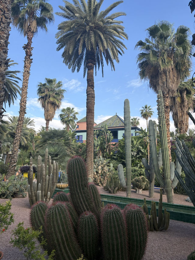 【🇲🇦モロッコ/マラケシュ】マジョレル庭園 【🇲🇦モロッコ/マラケシュ】マジョレル庭園