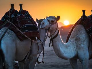 Wadi Rum: A Desert Beyond the Desert