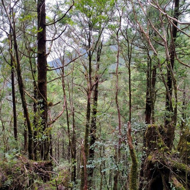 整個步道都是檜木香_太平山鐵杉林步道