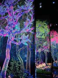 🎨 รีวิว MORI Building DIGITAL ART MUSEUM: teamLab