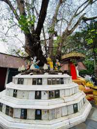 泰國🇹🇭清邁 此生看過最金光閃閃的寺廟｜素帖寺 雙龍寺