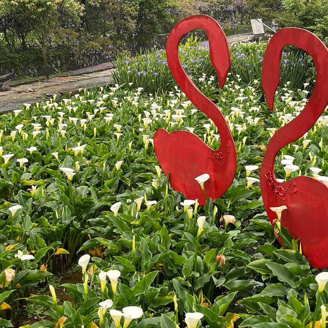 🌋🌸 Yangmingshan – Taipei’s Mountain Escape 🌳✨ 🌋🌸 Yangmingshan – Taipei’s Mountain Escape 🌳✨