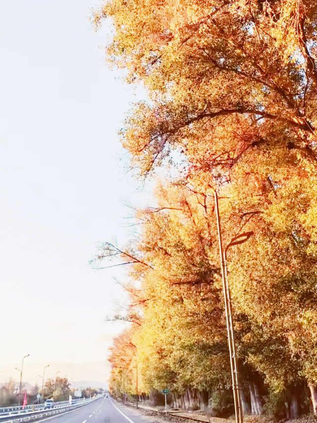 The Altay Highway: An Epic Road Trip Through Northern Xinjiang's Soul