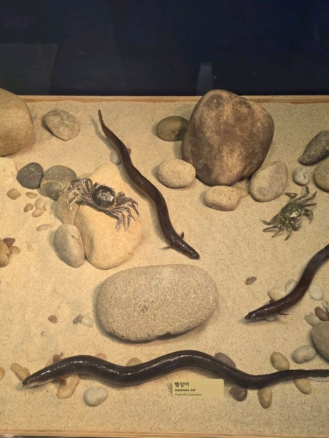 민물과 갯벌의 생명력을 느끼는 생물전시