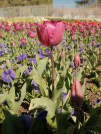 Canberra Floriade 花卉節 2025｜免費入場打卡夢幻花海