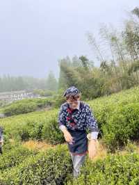 🍃 วันนี้เรามา “เก็บชา” กันที่ 福泉山茶山