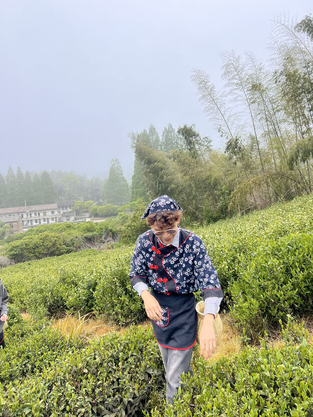 🍃 วันนี้เรามา “เก็บชา” กันที่ 福泉山茶山