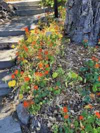 University of California Botanical Garden