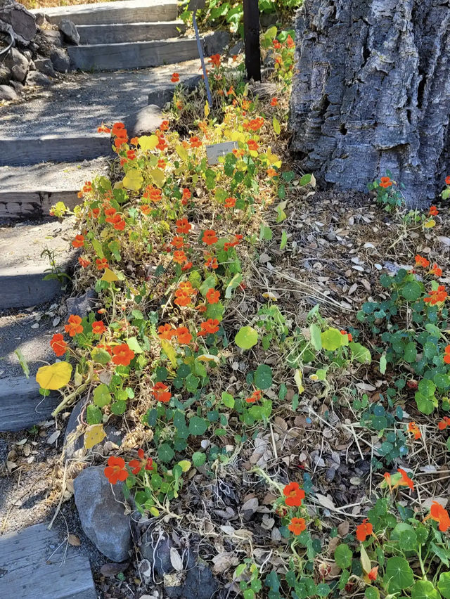 University of California Botanical Garden