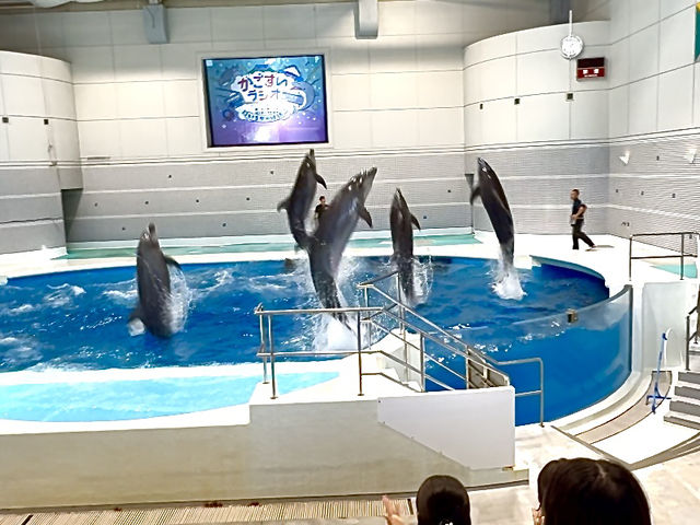 桜島も見える！ロケーション最高の水族館
