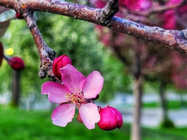 🌊 Bow River Pathway – Calgary’s Most Iconic Riverside Walk 🌊 Bow River Pathway – Calgary’s Most Iconic Riverside Walk