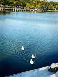 Chimei Park Stroll After Festive Shopping