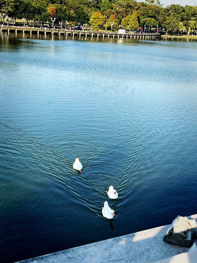 Chimei Park Stroll After Festive Shopping Chimei Park Stroll After Festive Shopping