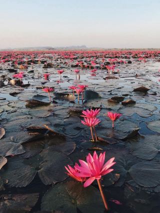 Floral Experiences, Red Lotus Lake 🪷